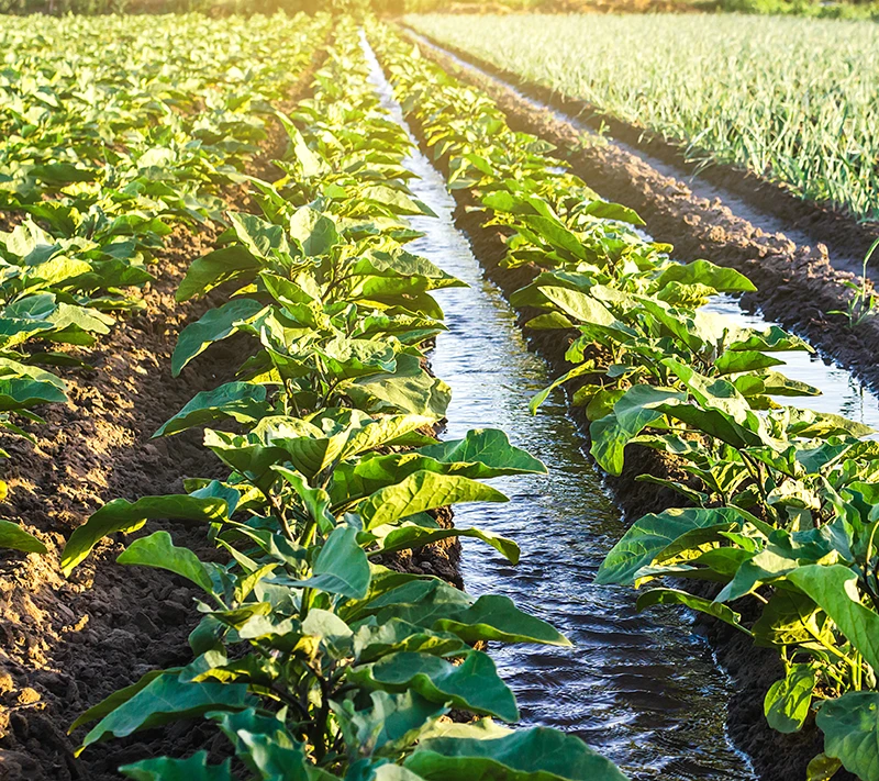 agriculture irrigation of vegetables